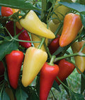 Hot Pepper 'Mariachi'