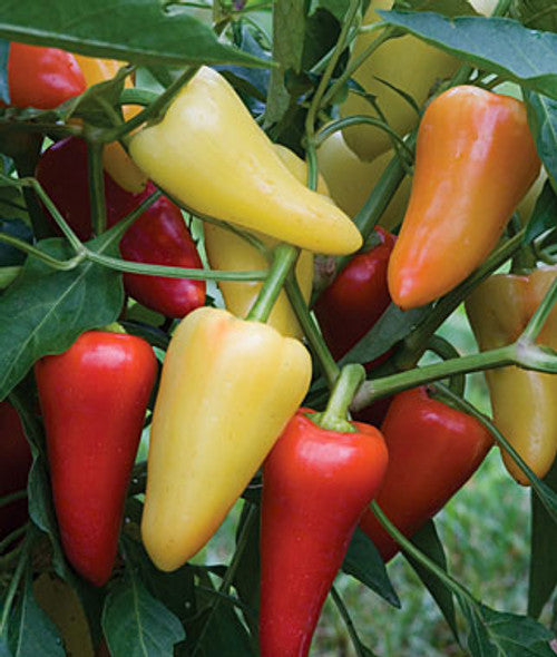 Hot Pepper 'Mariachi'