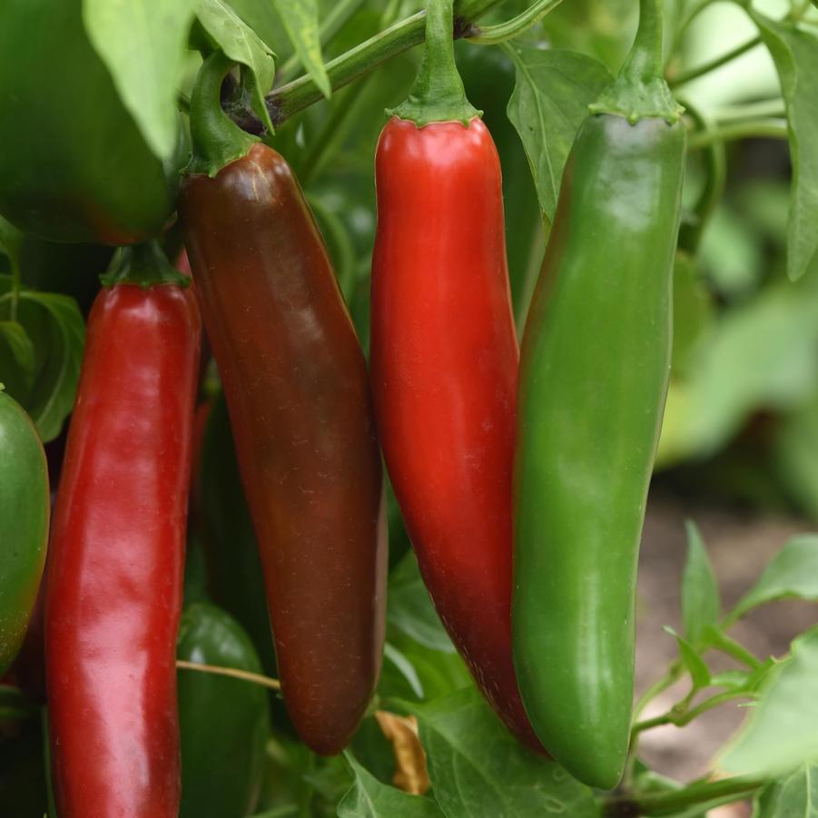 Hot Pepper 'Pathfinder'
