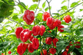 Piment Fort 'Habanero Rouge'