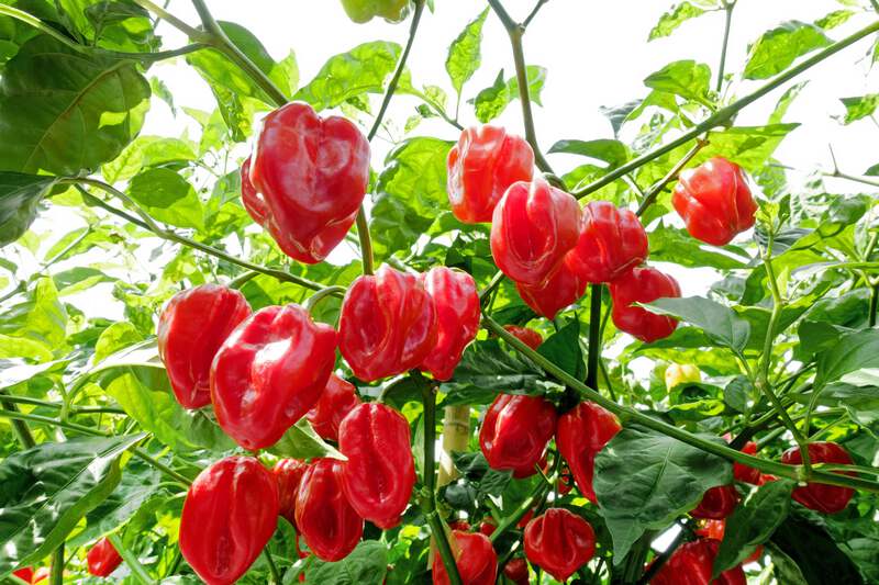 Hot Pepper 'Red Habanero'