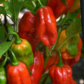 Piment 'Roulette'