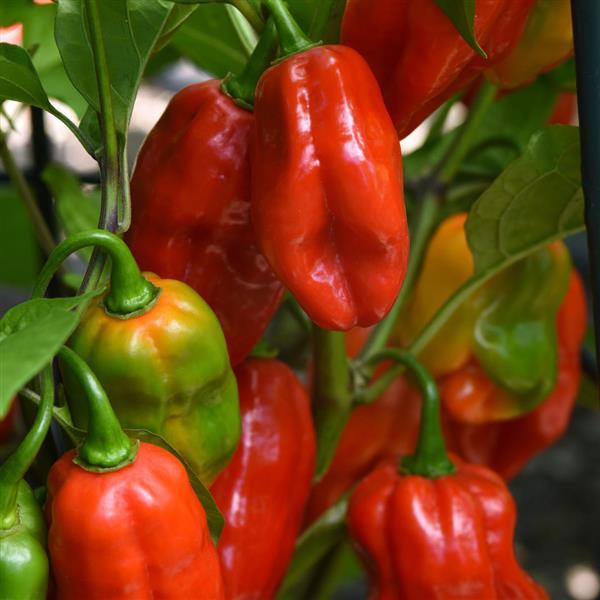 'Roulette' Chili