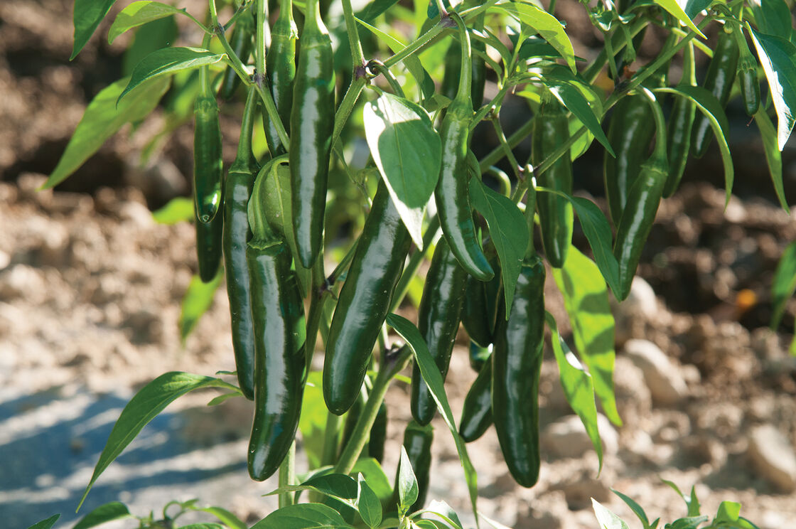 'Serrano' Chili Pepper