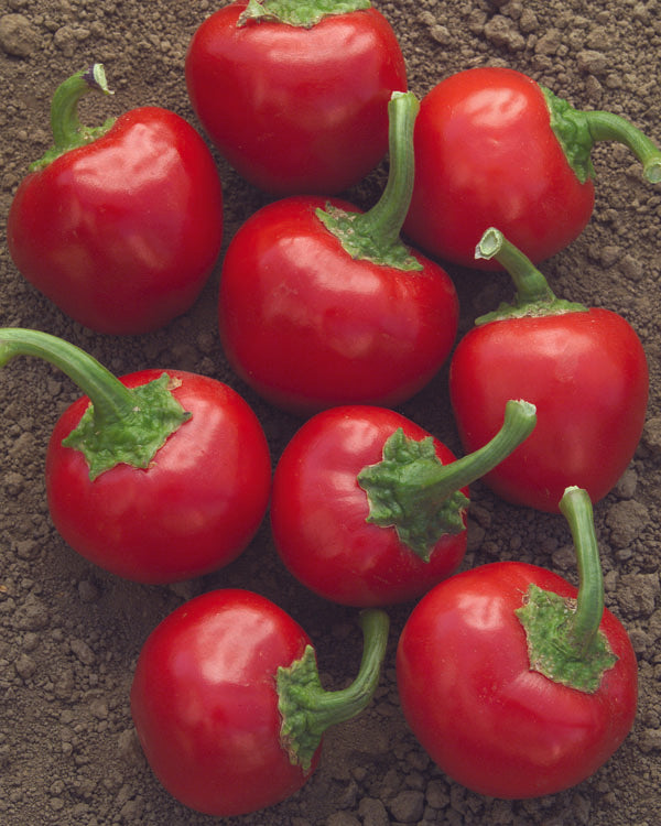 Hot Pepper 'Time Bomb'
