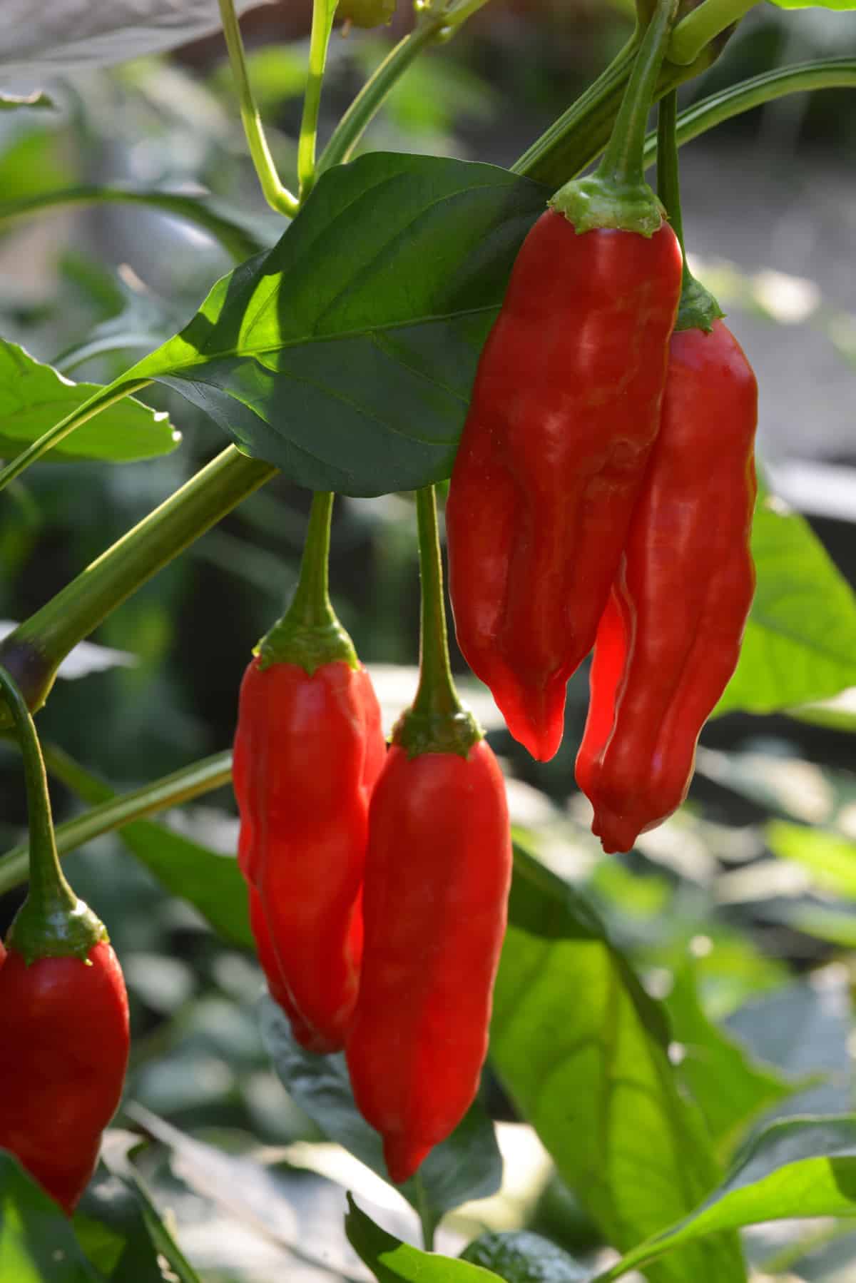 Hot Pepper 'Aji Rico'