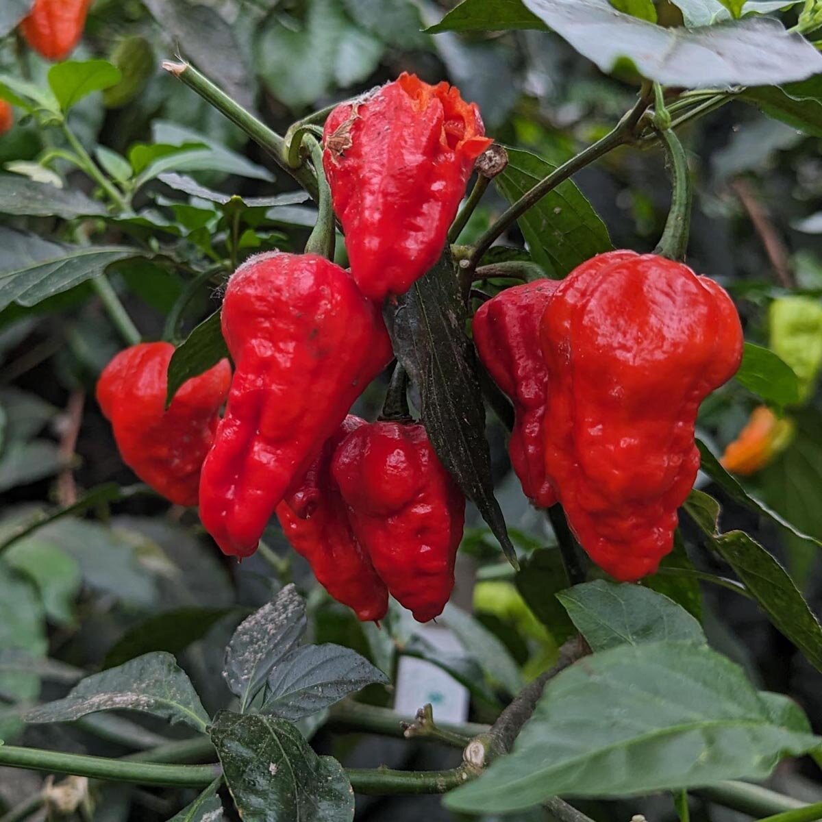 Hot Pepper 'Bhut Jolokia Red'