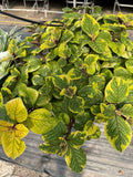 Plectranthus 'Guacamole'