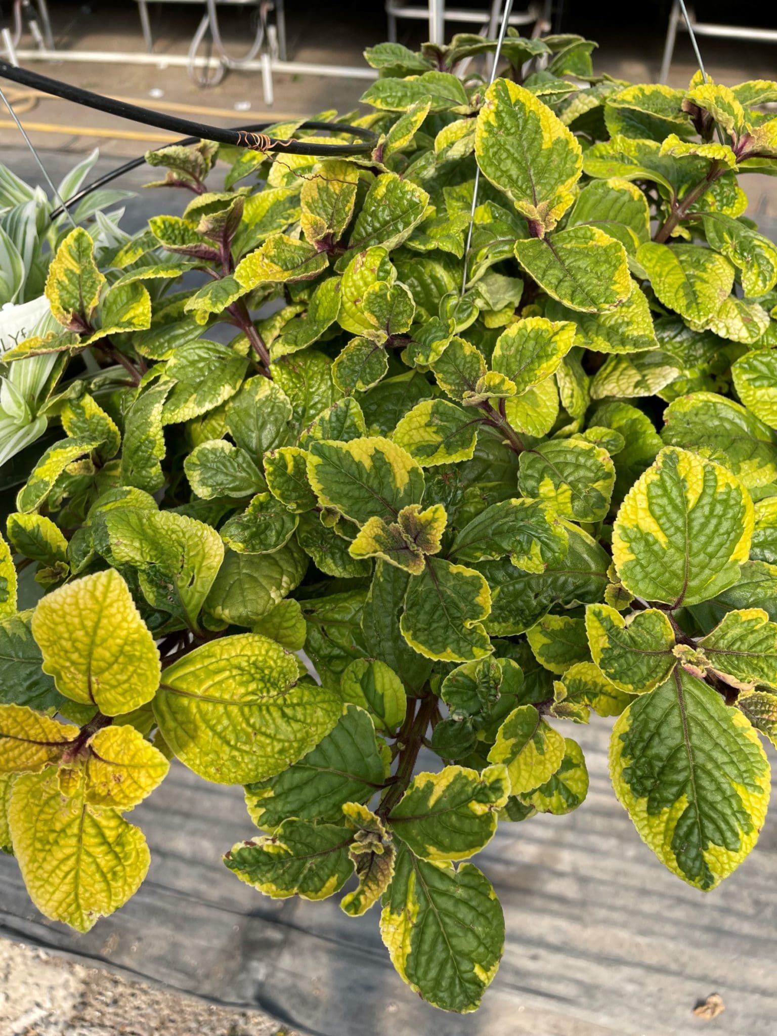 Plectranthus 'Guacamole'