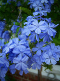 Plumbago 'Imperial Blue'