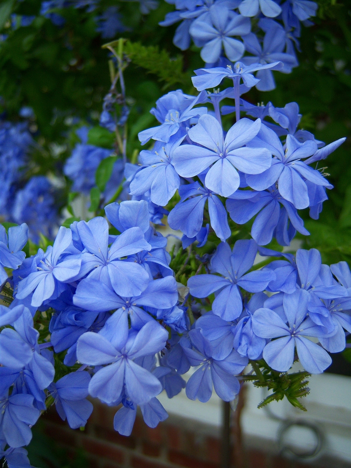 Plumbago 'Imperial Blue'