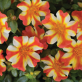 Portulaca 'Cupcake Orange Touch'