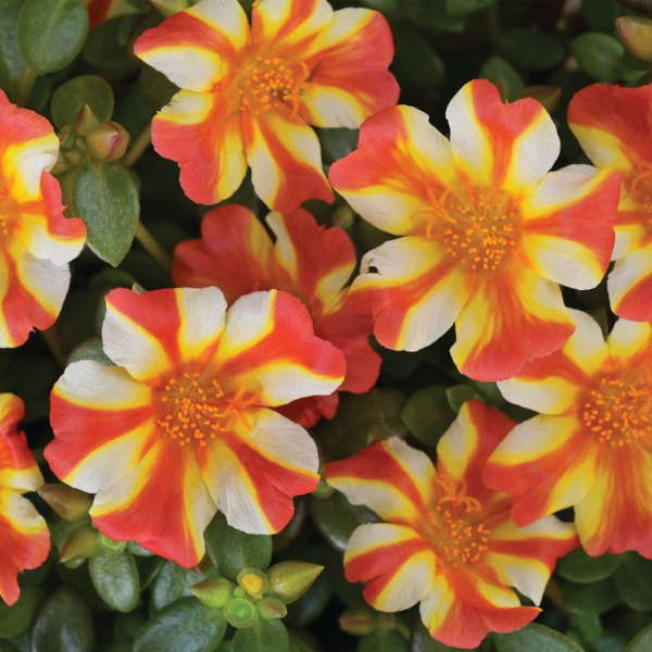 Portulaca 'Cupcake Orange Touch'