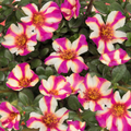 Portulaca 'Cupcake Purple Touch'