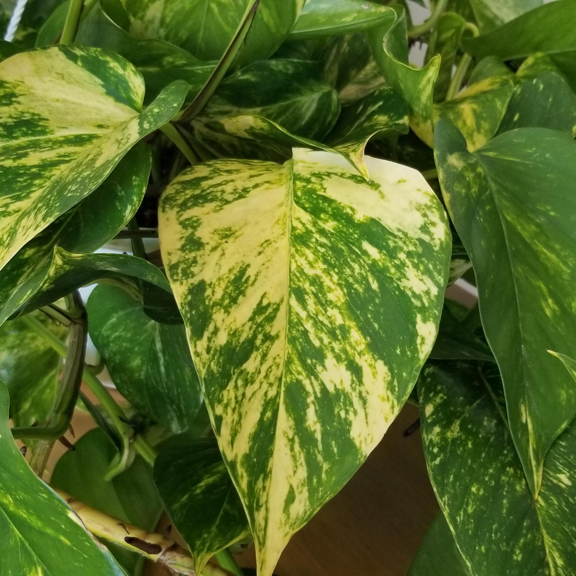 Pothos 'Golden'