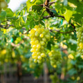 'Niagara' grape