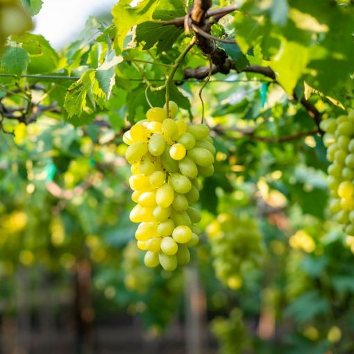 'Niagara' grape