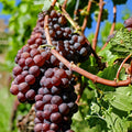 'Vanessa' grape