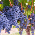 'Concord' grape