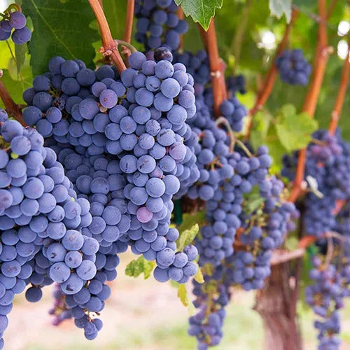 'Concord' grape