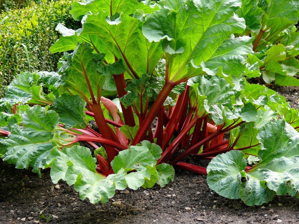 Rhubarb 'Strawberry Red'