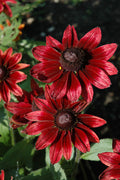 Rudbeckia Hirta 'Cherry Brandy'