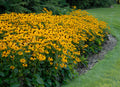 Rudbeckia Fulgida 'Goldsturm'