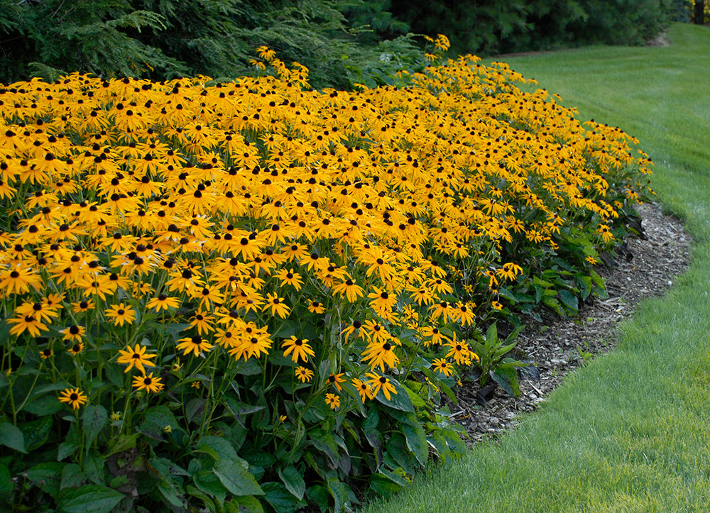 Rudbeckia Fulgida 'Goldsturm'