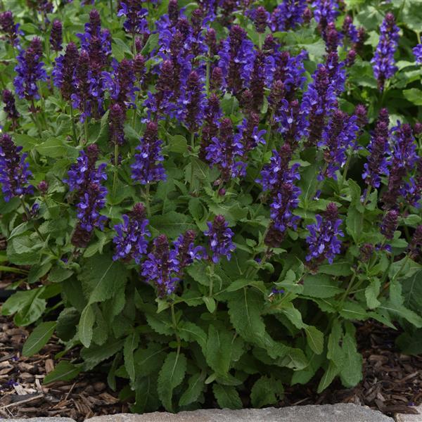 Salvia nemorosa 'Blue Marvel'