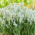 Salvia 'Farina White'