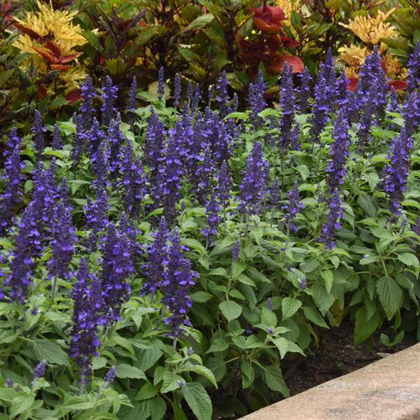 Salvia 'Misty'