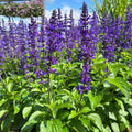 Salvia Nemorosa 'Salvatore Blue'
