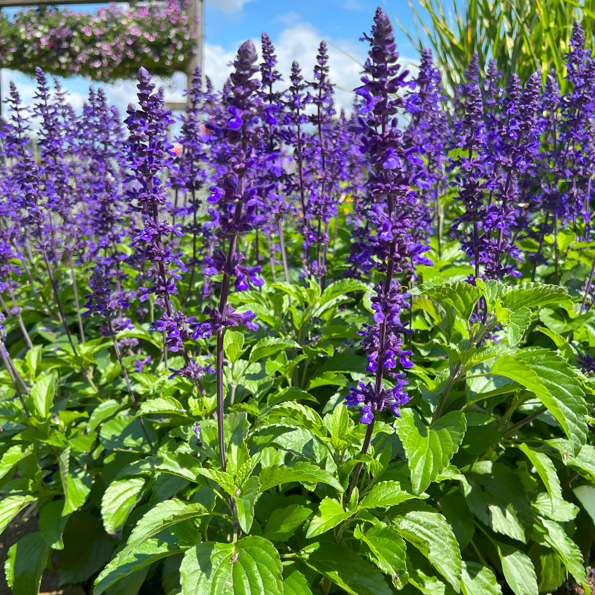 Salvia Nemorosa 'Salvatore Blue'