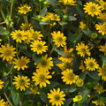 Sanvitalia 'Tsavo Basket'