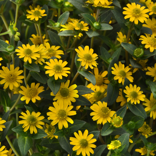 Sanvitalia 'Tsavo Basket'
