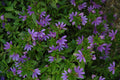 Scaevola 'Bombay Dark Blue'