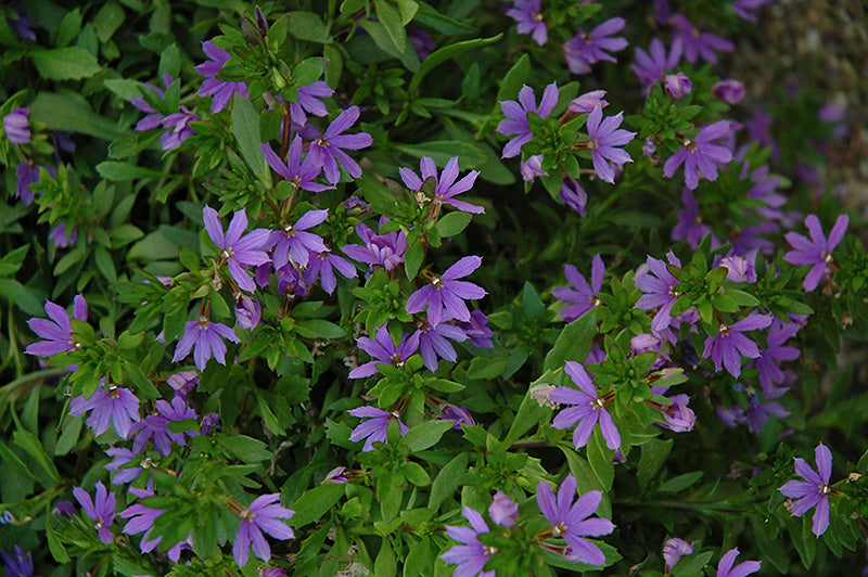 Scaevola 'Bombay Dark Blue'
