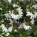 Scaevola 'Scala White'
