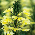 Scaevola 'Scalora Suntastic Yellow'