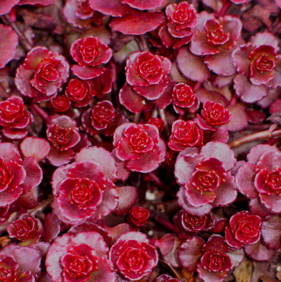 Dragon's Blood Sedum