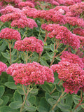 Sedum 'Autumn Fire'