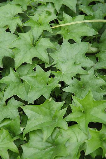 German Ivy
