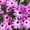 Senetti 'Pink Bicolor'