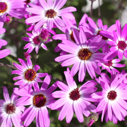 Senetti 'Pink Bicolor'