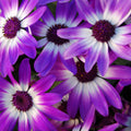 Senetti 'Violet Bicolor'