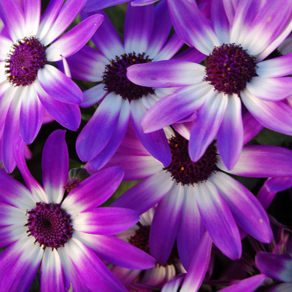 Senetti 'Violet Bicolor'