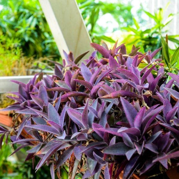 Setcreasea 'Purple Heart'