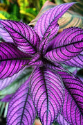 Strobilanthes 'Persian Shield'
