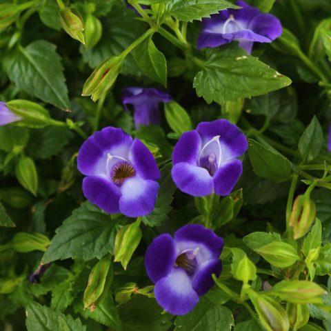Torenia 'Summer Wave Bouquet Deep Blue'