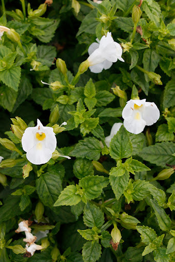Torenia 'Summer Wave Bouquet White'